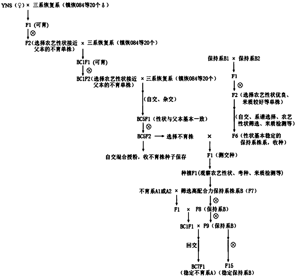 Quick breeding method of high-combining-ability rice three-line sterile line