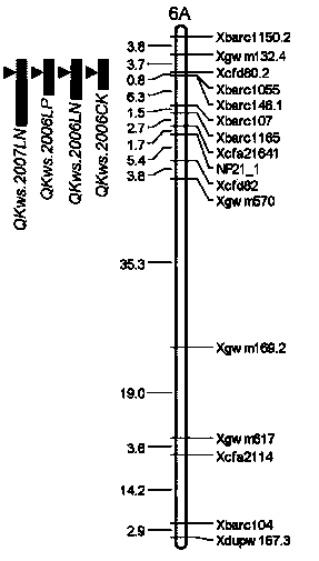 Molecular marker closely linked with major gene locus of grain weight of wheatear as well as acquiring method and application of molecular marker