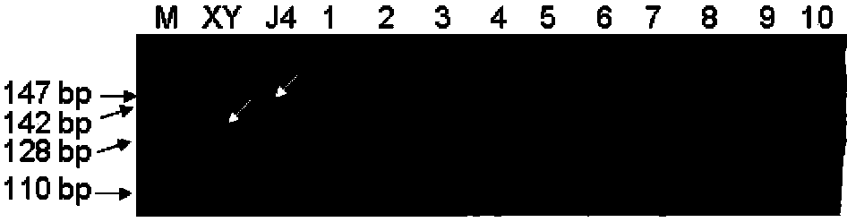 Molecular marker closely linked with major gene locus of grain weight of wheatear as well as acquiring method and application of molecular marker