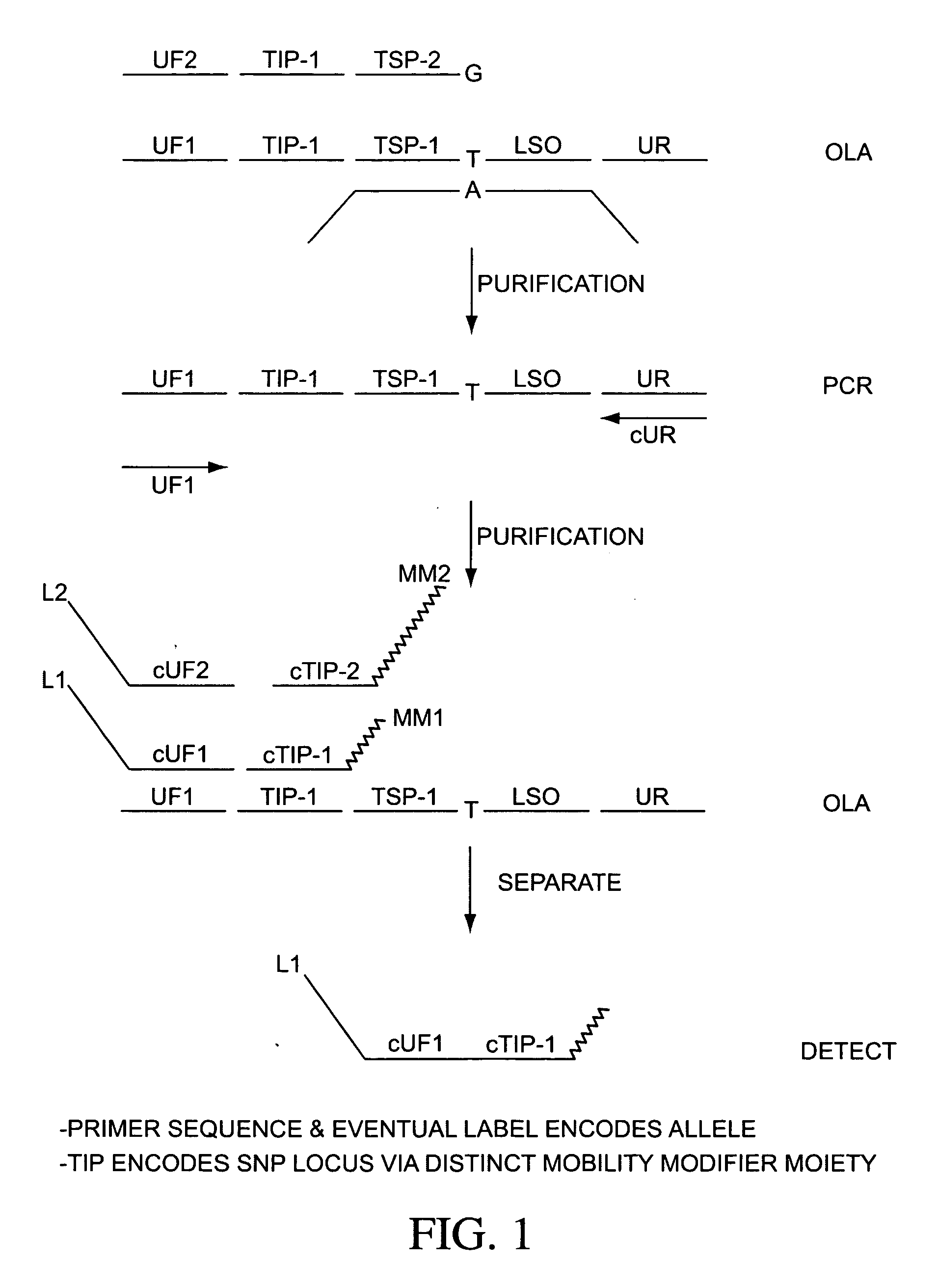 Ligation assay