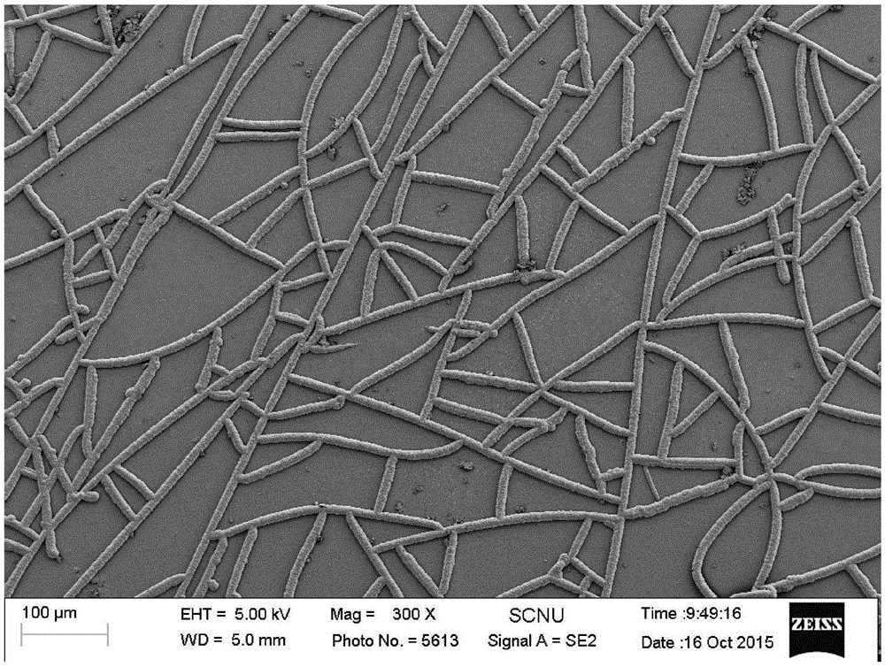 Method for preparing high-performance metallic network transparent conducting electrode through metal plating method