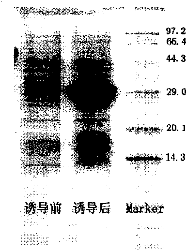 Glucokinase preparing process