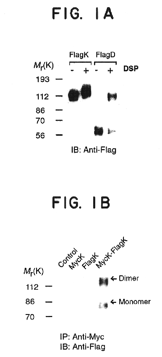 Heterodimeric opioid G-protein coupled receptors