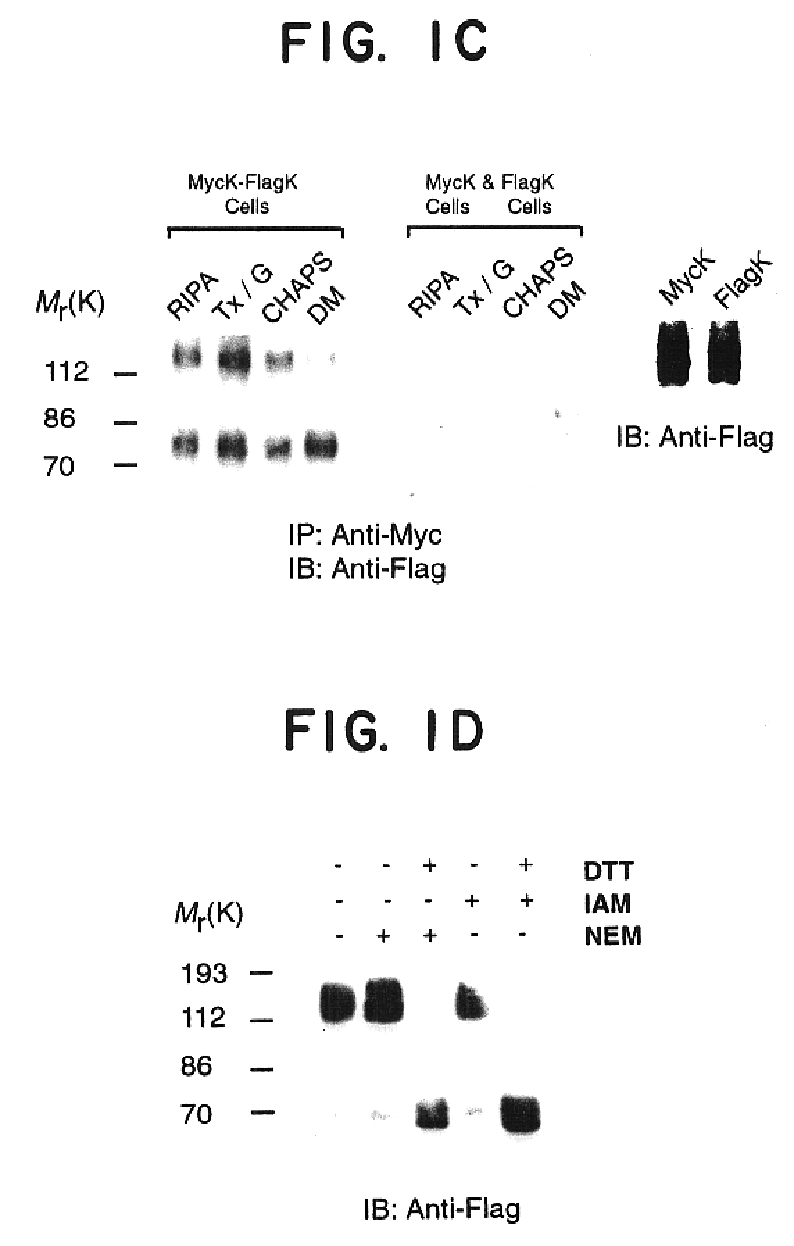 Heterodimeric opioid G-protein coupled receptors