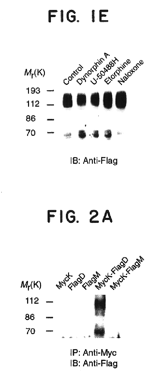 Heterodimeric opioid G-protein coupled receptors