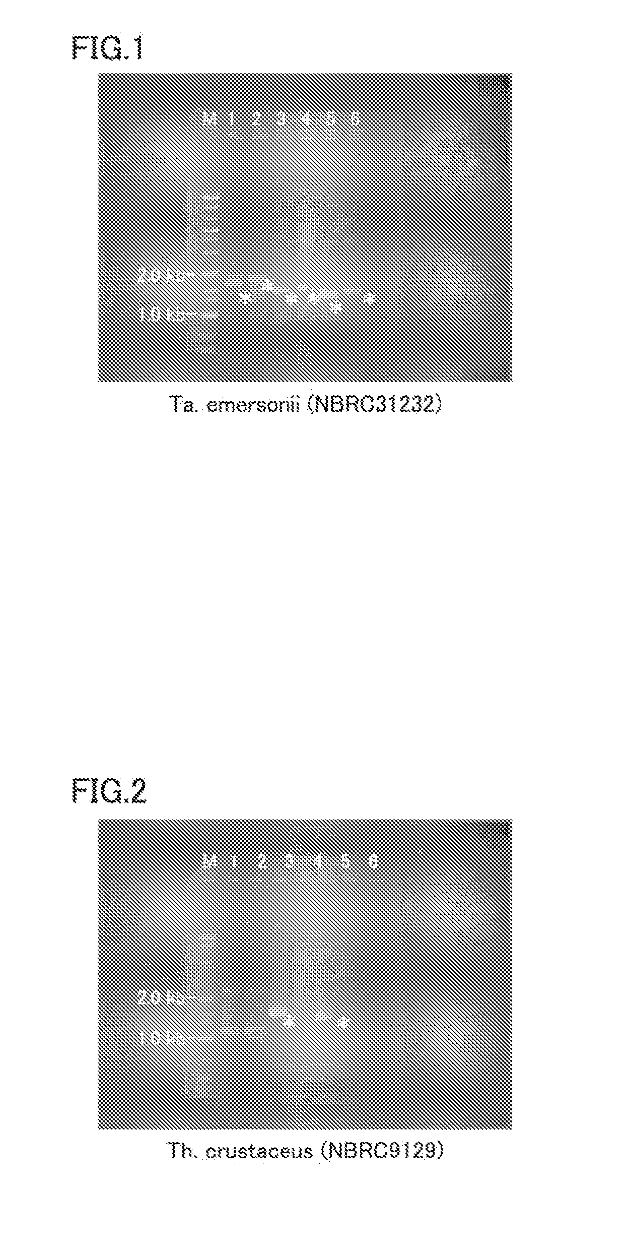 Protein having flavin adenine dinucleotide-dependent glucose dehydrogenase activity