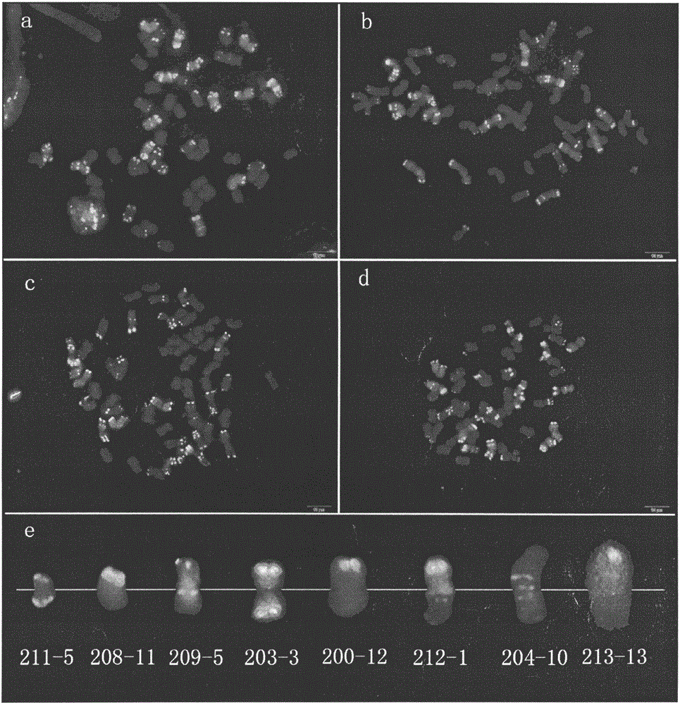 Novel method for inducing plant chromosome variation by injecting zebularine in booting stage