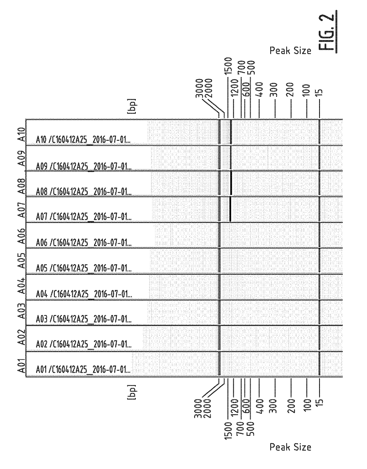 Method for modifying the resistance profile of spinacia oleracea to downy mildew