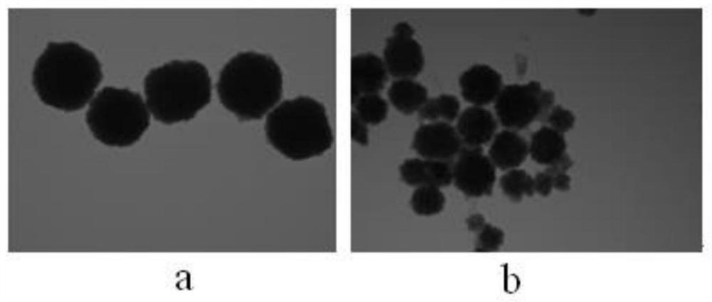 A kind of mesenchymal stem cell membrane camouflage magnetic drug-loaded nanoparticle and its preparation method and application