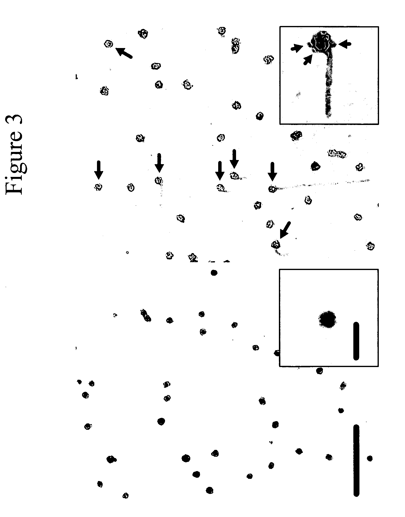 Identifying inhibitors of intracellular protein fibrillization