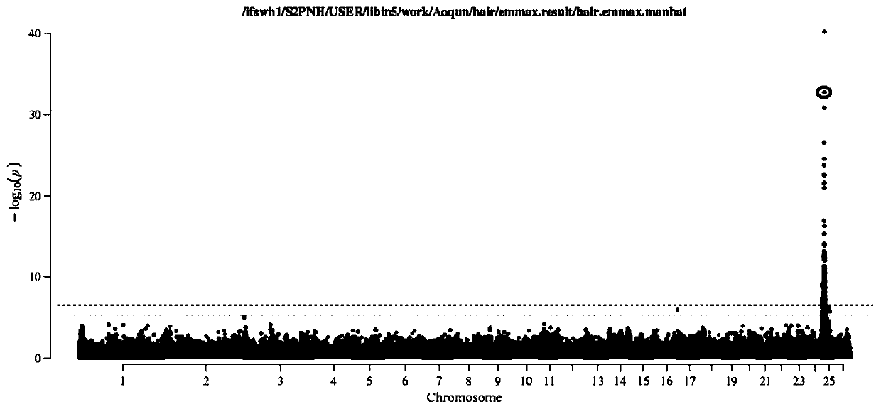 SNP marker and molecular marker significantly related to Australian white sheep wool thickness and application