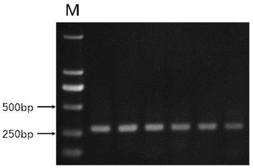 SNP marker and molecular marker significantly related to Australian white sheep wool thickness and application