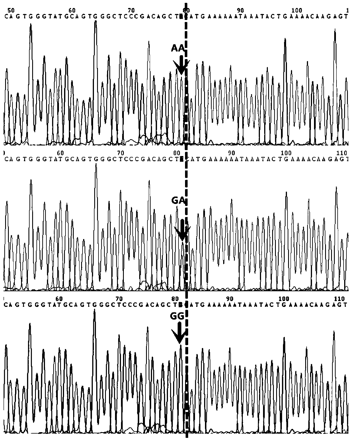 SNP marker and molecular marker significantly related to Australian white sheep wool thickness and application