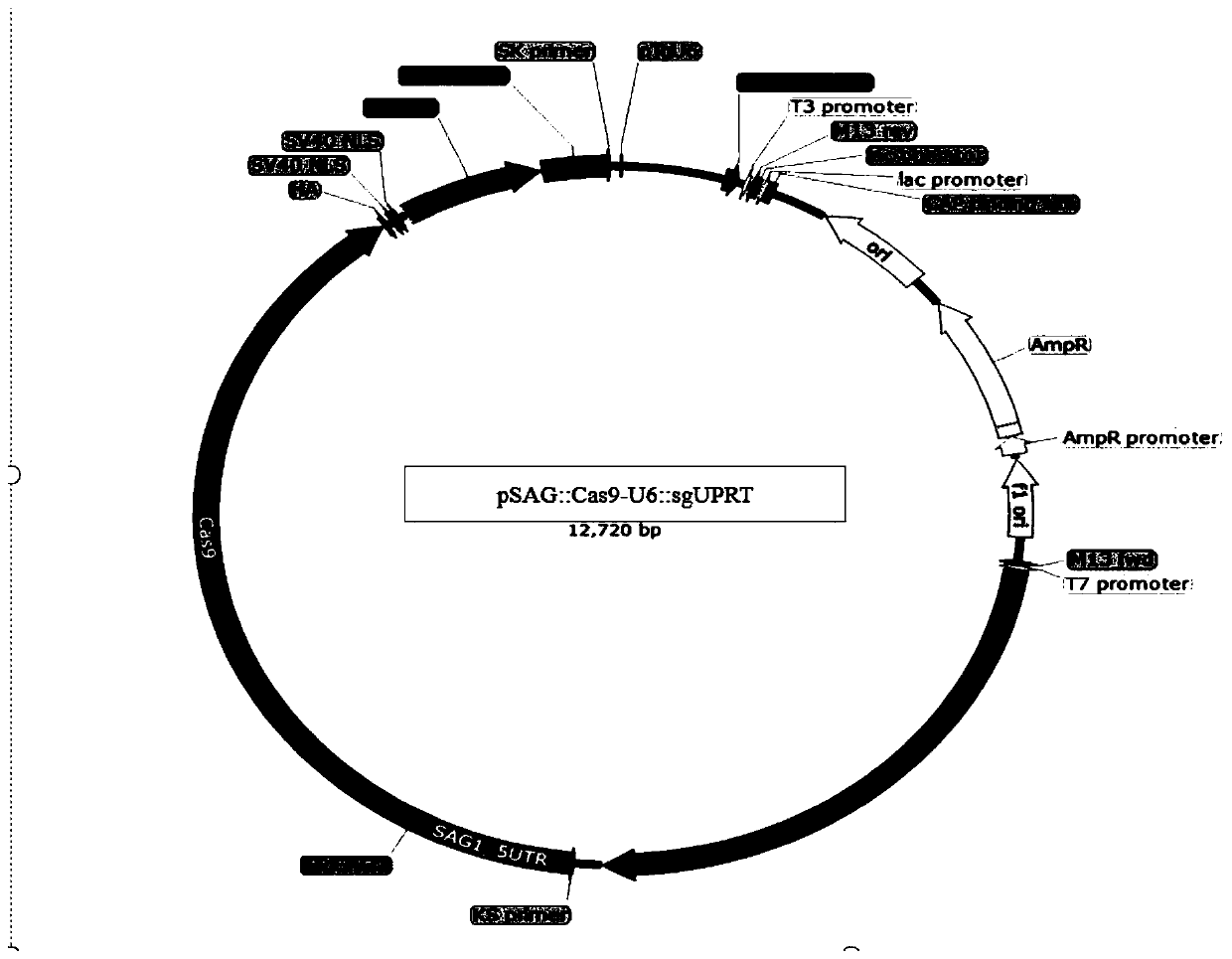 Method for knocking out eimeria tenella N-myristoyl transferase gene