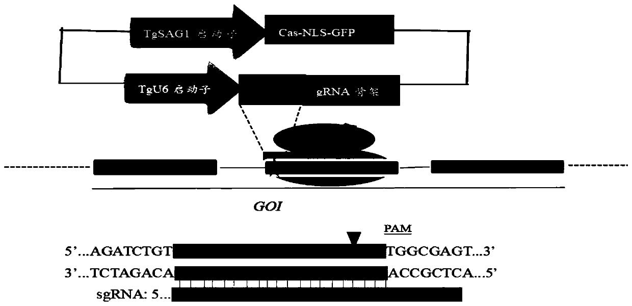 Method for knocking out eimeria tenella N-myristoyl transferase gene