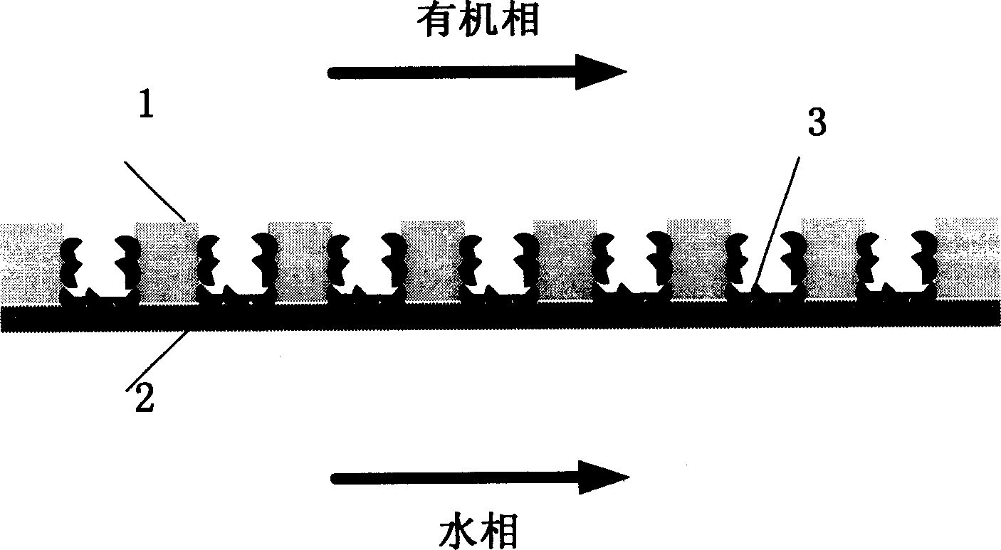 Method for immobilizing lipase using microstructure in hydrophilic/ hydrophobic composite membrane