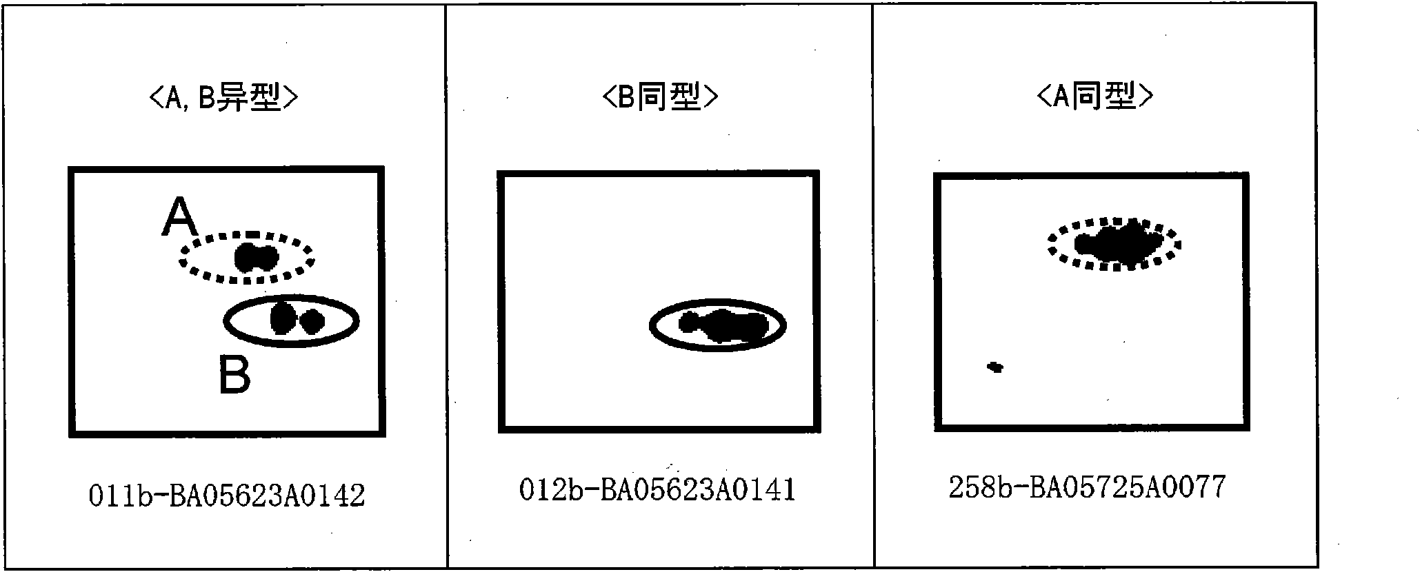 Method of discriminating bovine, thus discriminated bovine and kit for discriminating bovine