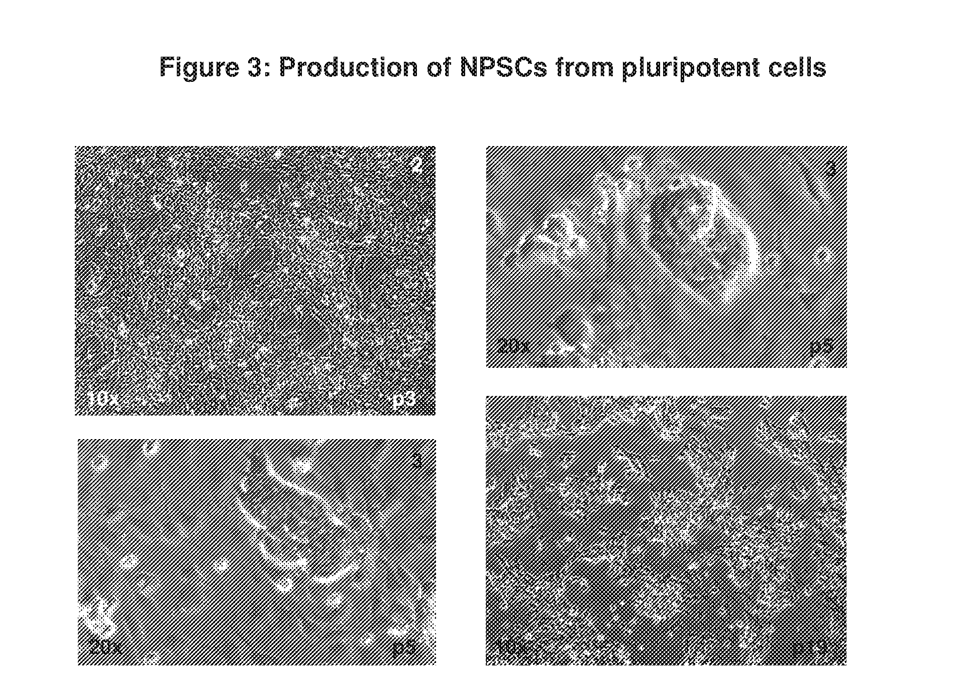 Stem cells from the mammalian neural plate