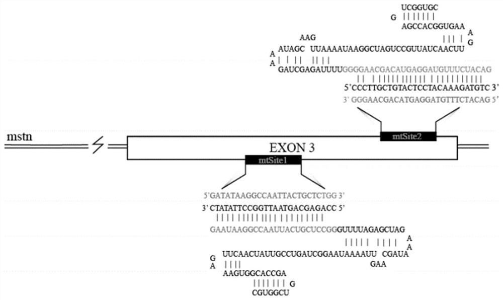 Method for improving CRISPR/Cas9 mediated biallelic mutation efficiency and application thereof