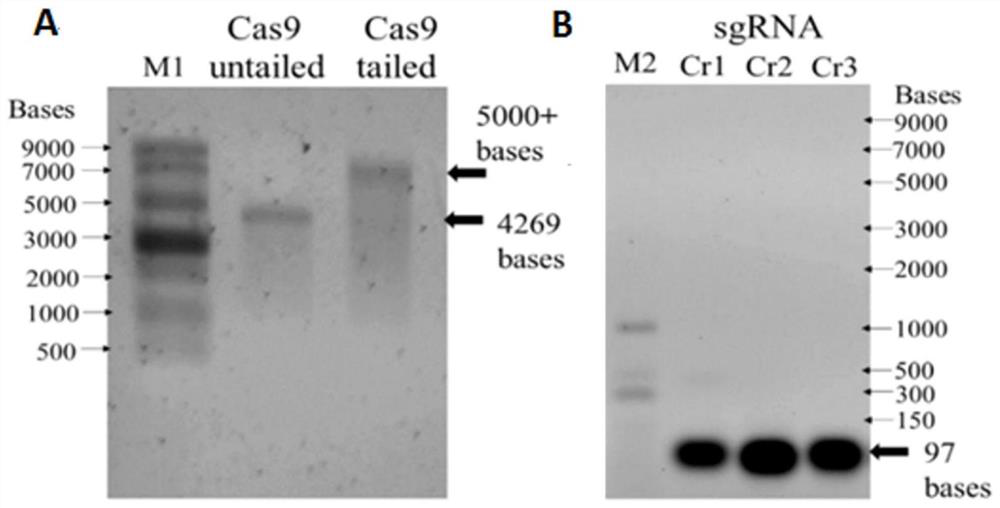 Method for improving CRISPR/Cas9 mediated biallelic mutation efficiency and application thereof