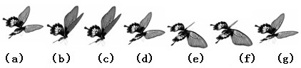 Lepidoptera insect model simulation and control method and system and readable storage medium