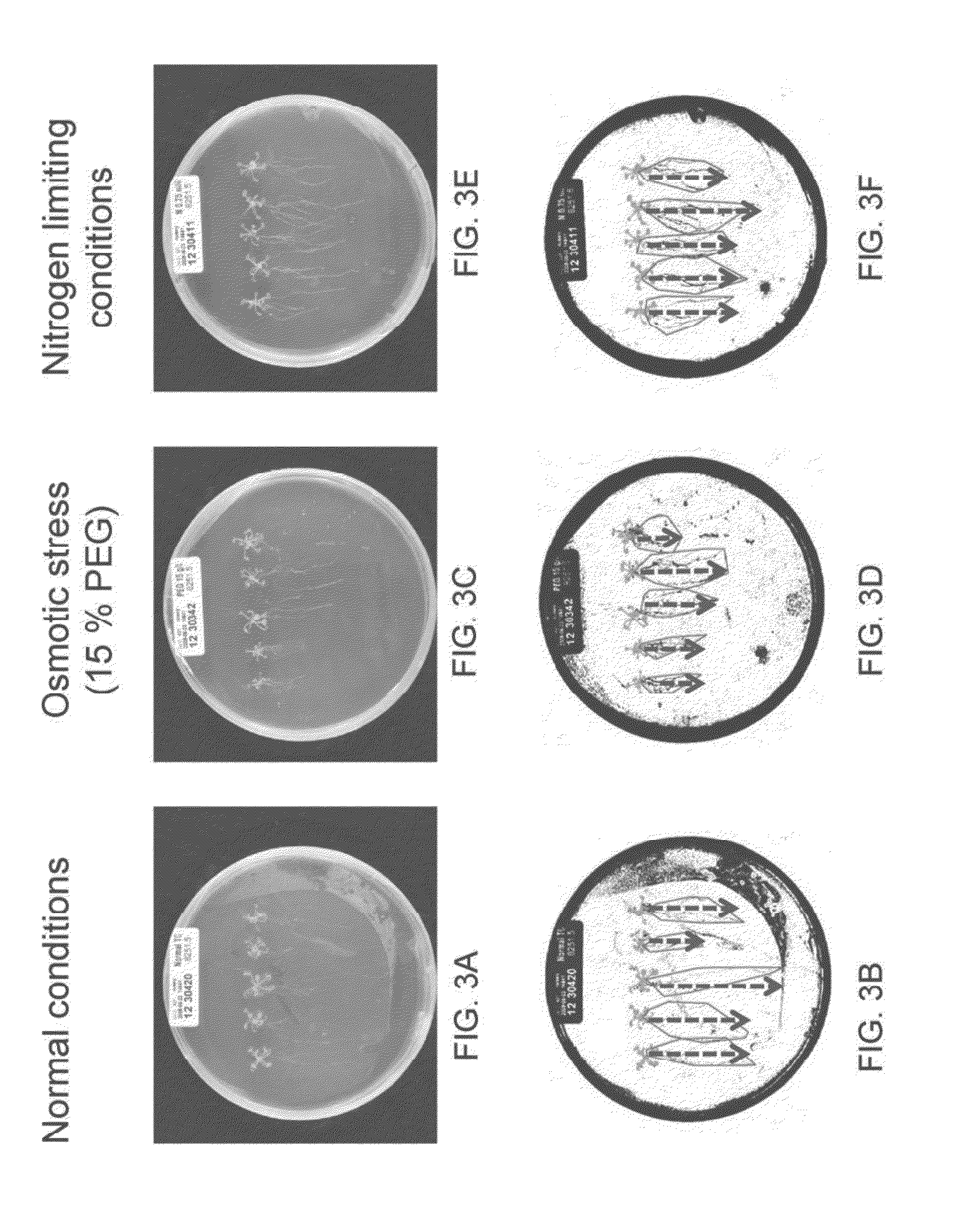 Isolated polynucleotides and polypeptides, and methods of using same for increasing plant yield and/or agricultural characteristics