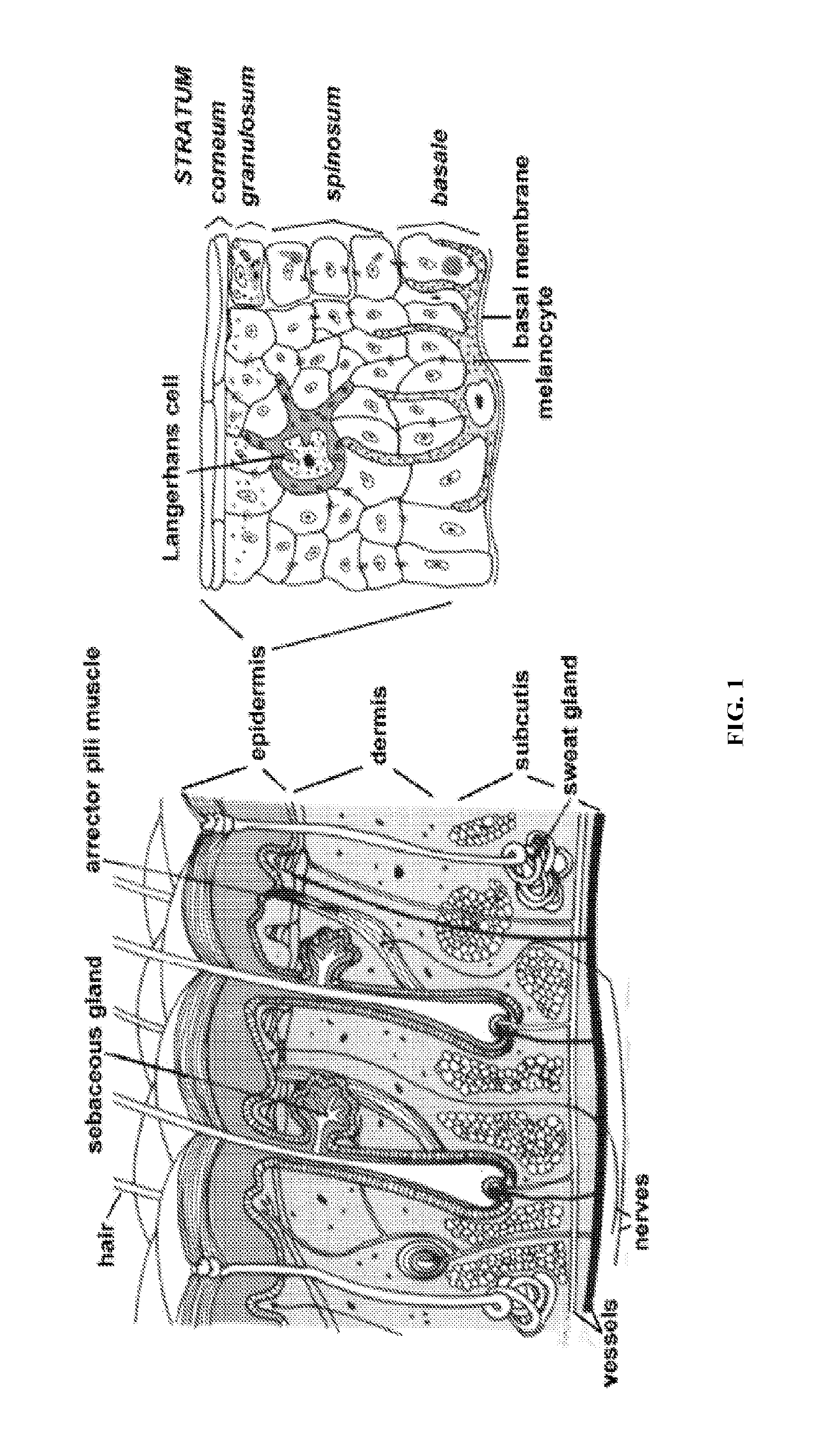 Cell Suspension and Use Thereof