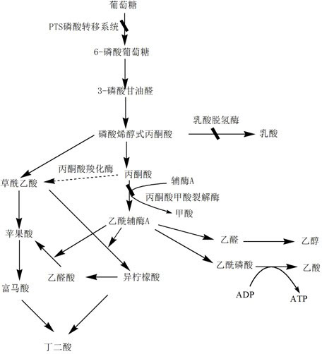 Gene engineering bacterial strain generating succinic acid and method of producing succinic acid by fermentation of the gene engineering bacterial strain