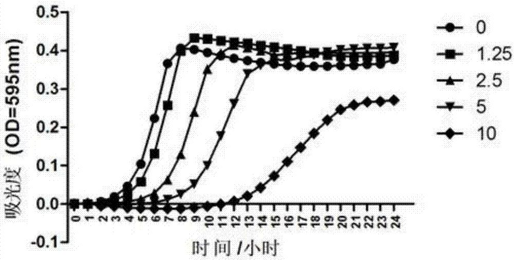 Extract of edible fungus roots and mouth wash prepared by using extract