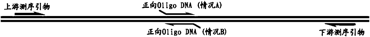 Method for quickly and simply screening CRISPR/Cas gene editing positive object