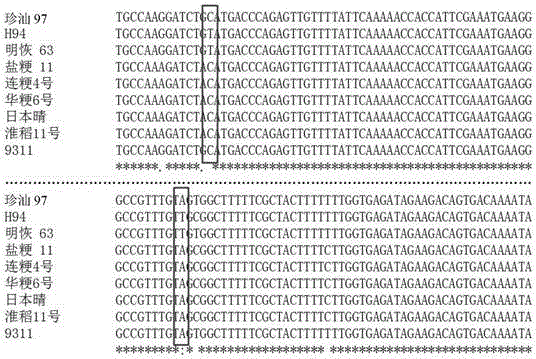 Molecular marker and method for identifying allelotype of rice chalk gene Chalk5