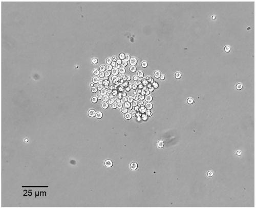 Marine invertebrate cell culture method