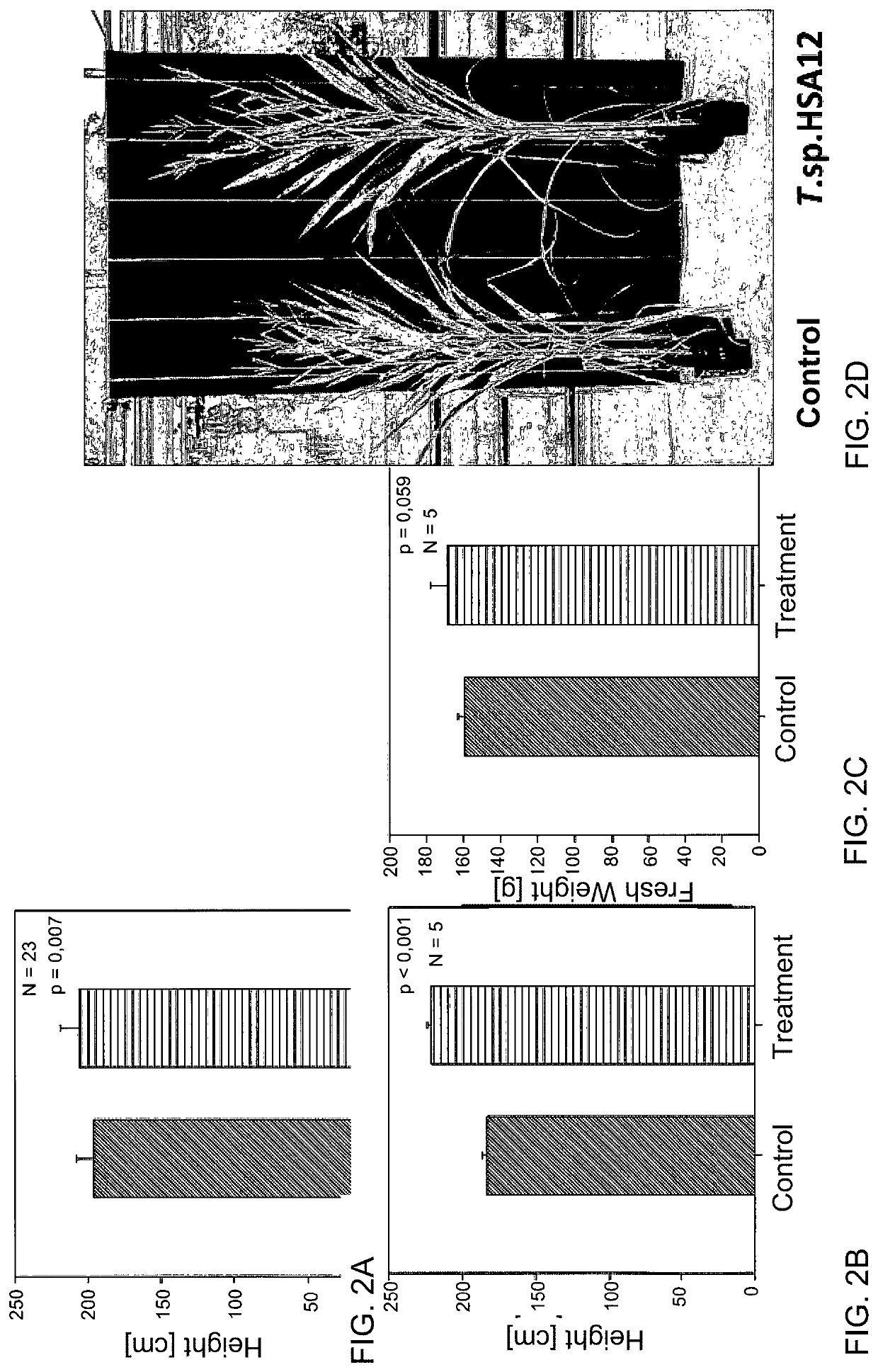 Fungal strain of the genus <i>Trichoderma </i>and method for promoting plant growth