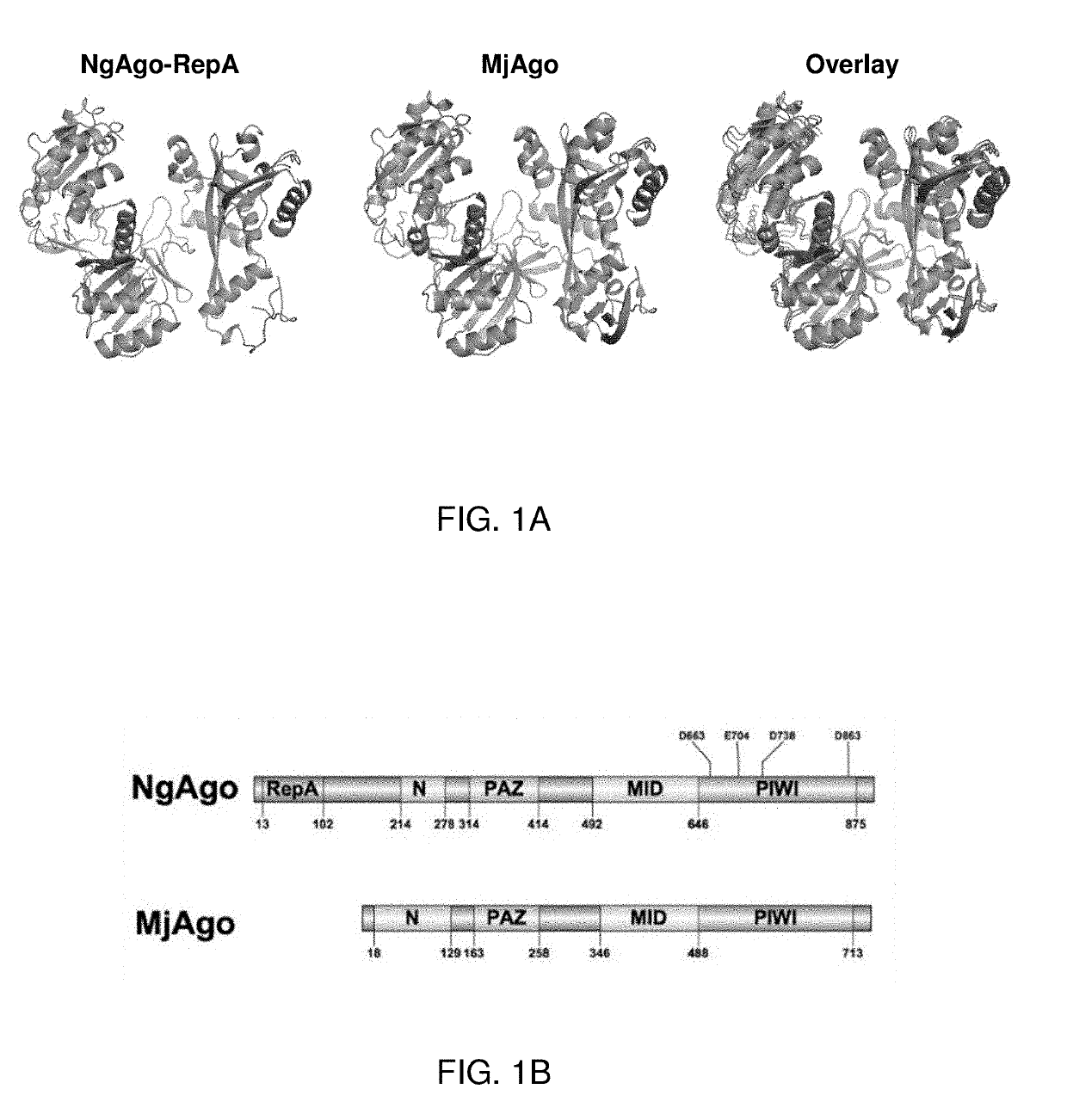 Ngago-based gene-editing method and the uses thereof