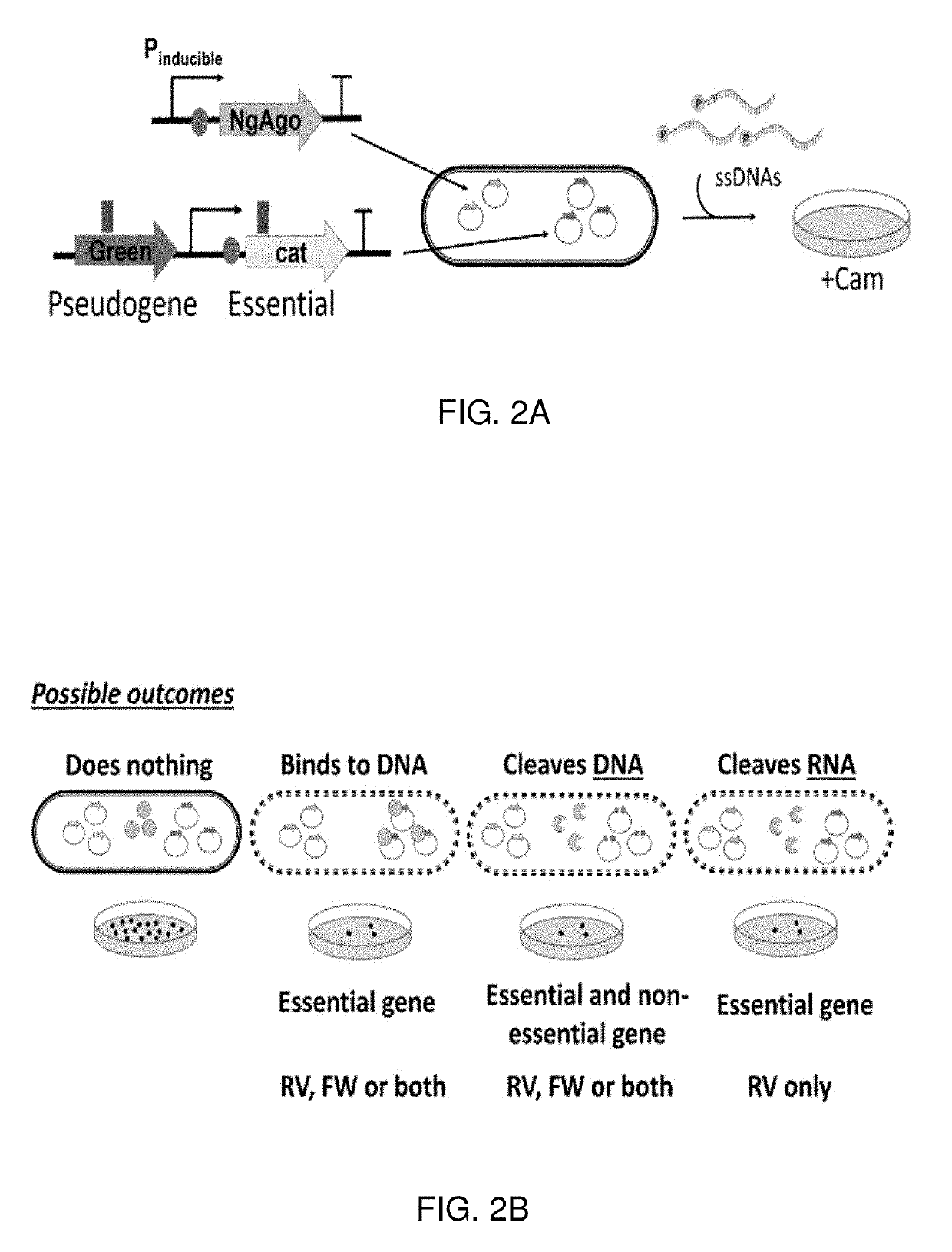 Ngago-based gene-editing method and the uses thereof