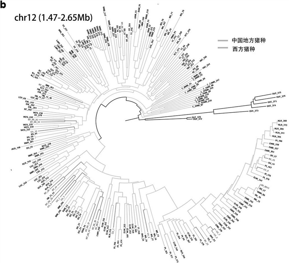 Western pig consanguinity infiltration site SNP marker related to body length in Chinese local pigs, and application of SNP marker