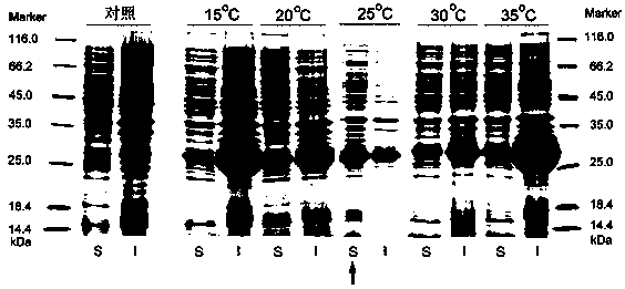 Method for obtaining soluble proinsulin by utilizing Escherichia coli expression system