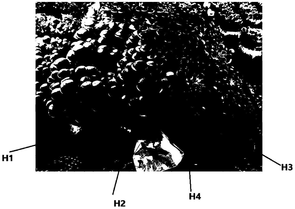 Lyophyllum decastes culture material and preparation method and application thereof