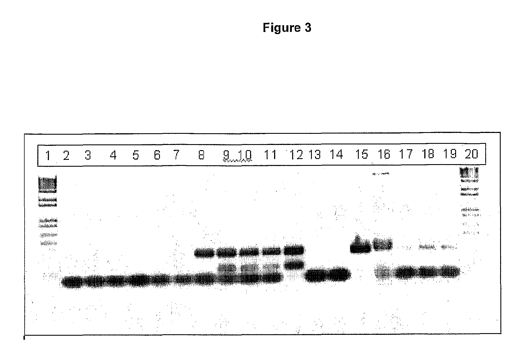 Novel genes involved in biosynthesis