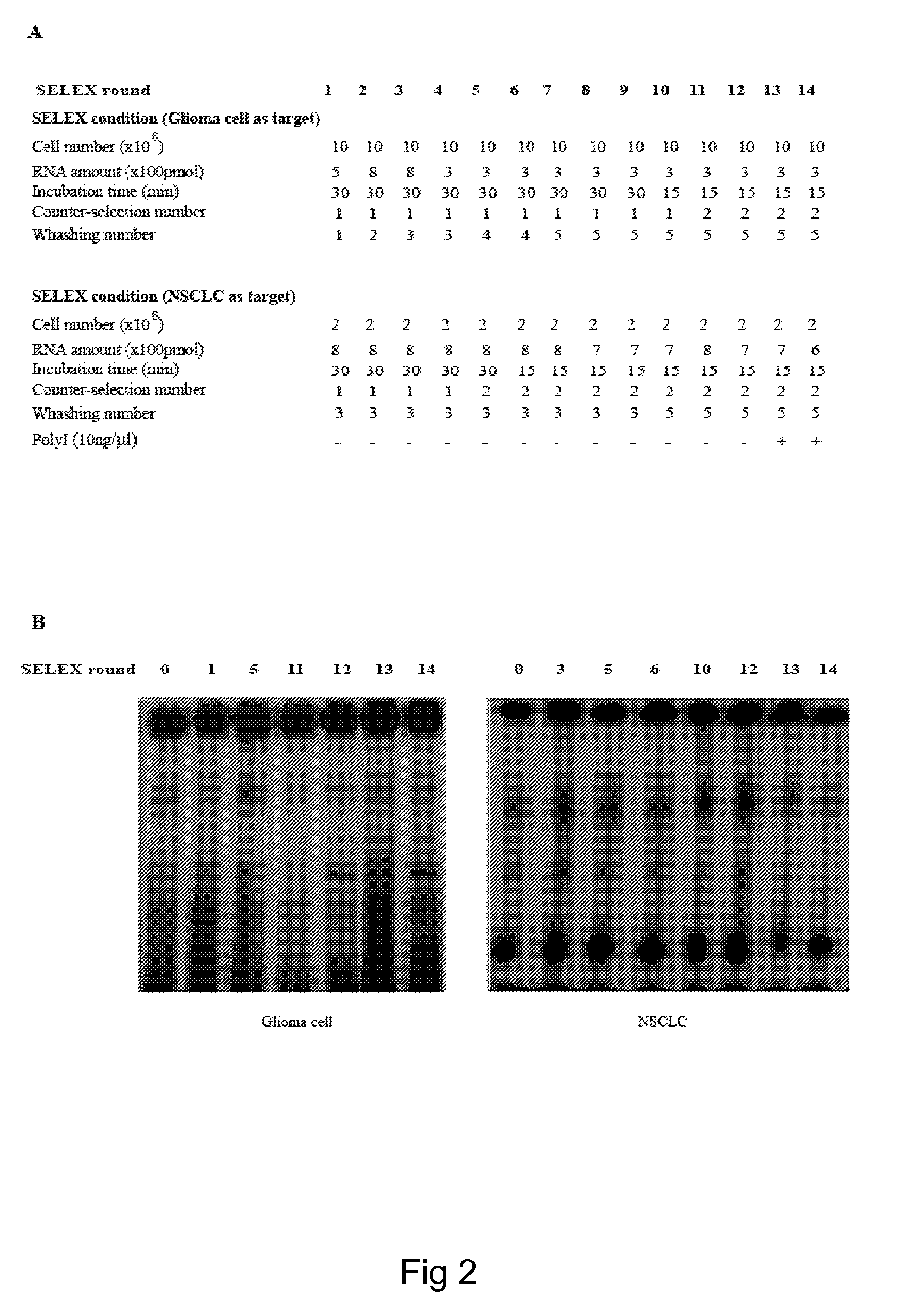 Method for obtaining oligonucleotide aptamers and uses thereof