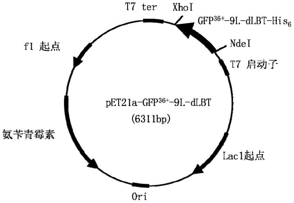 Fusion protein and preparation method thereof