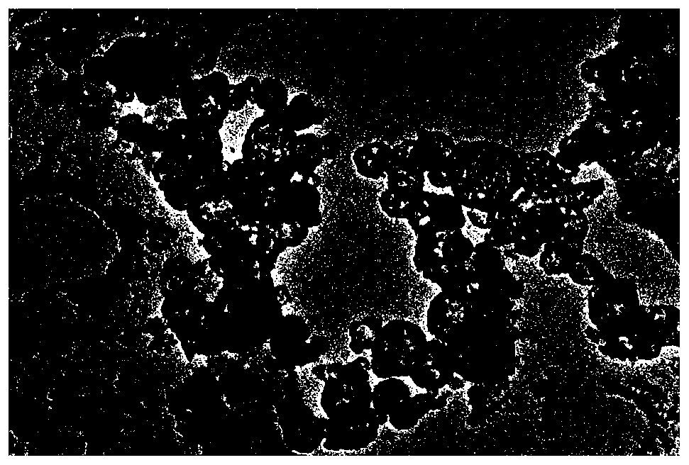 Platelet membrane self-assembly nanobubble, and preparation method and application thereof