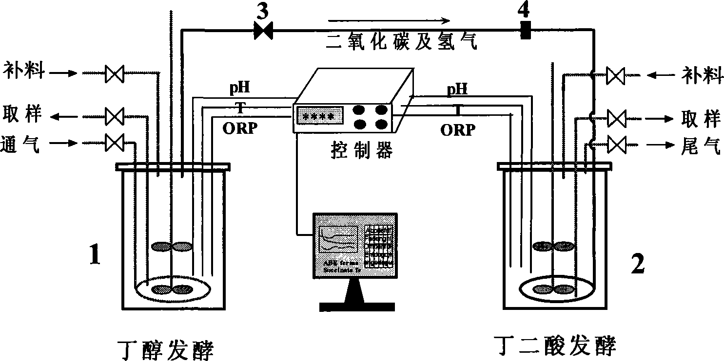 Method for producing butanol and butanedioic acid by fermentation