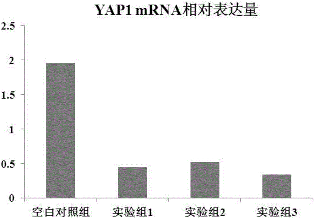 YAP1 gene and application of inhibitor in enhancing chemosensitivity of stem cell of bladder cancer