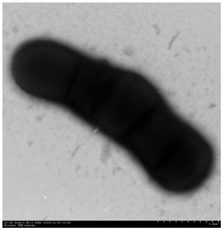 Corynebacterium guangdongensis producing various amino acids and application of Corynebacterium guangdongensis