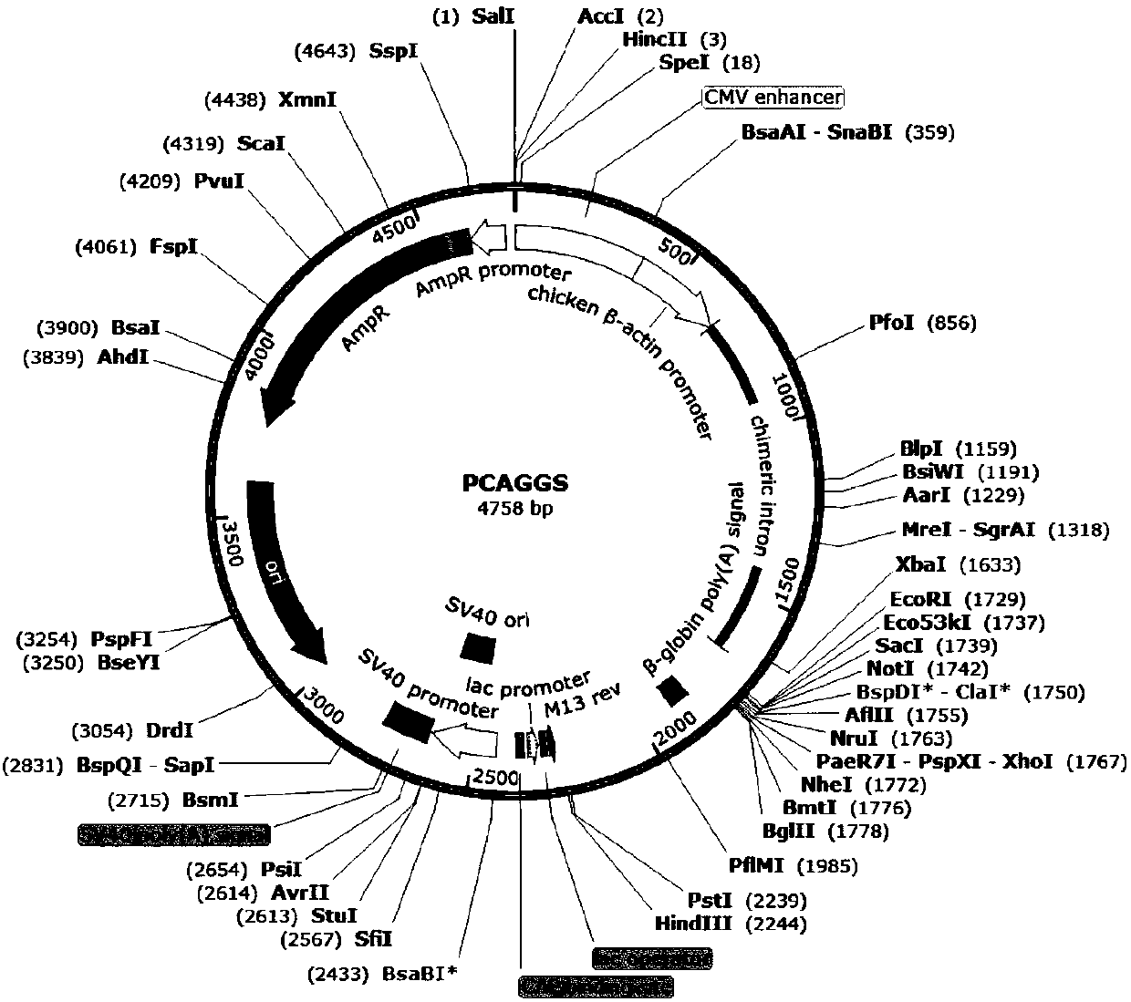 Application of ANP32 protein to maintain influenza virus polymerase activity in host