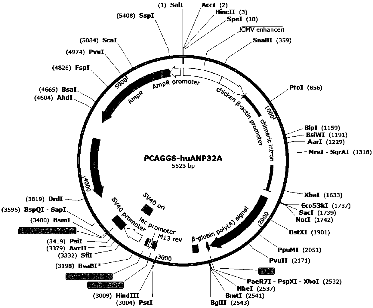 Application of ANP32 protein to maintain influenza virus polymerase activity in host