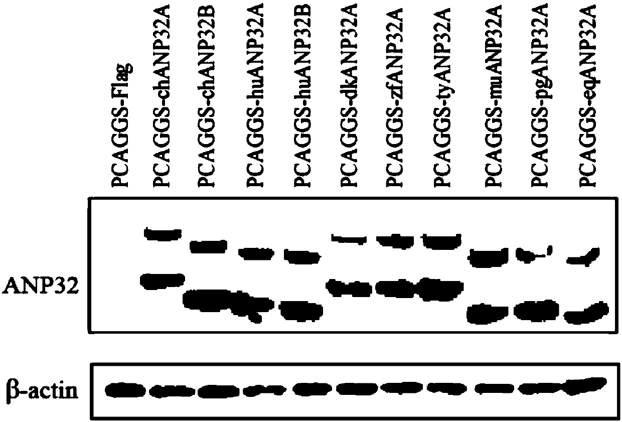 Application of ANP32 protein to maintain influenza virus polymerase activity in host