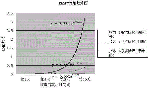 Method for rapid evaluation of variety resistance to bushy stunt of wheat by detecting proliferation rate of virus in coleoptiles