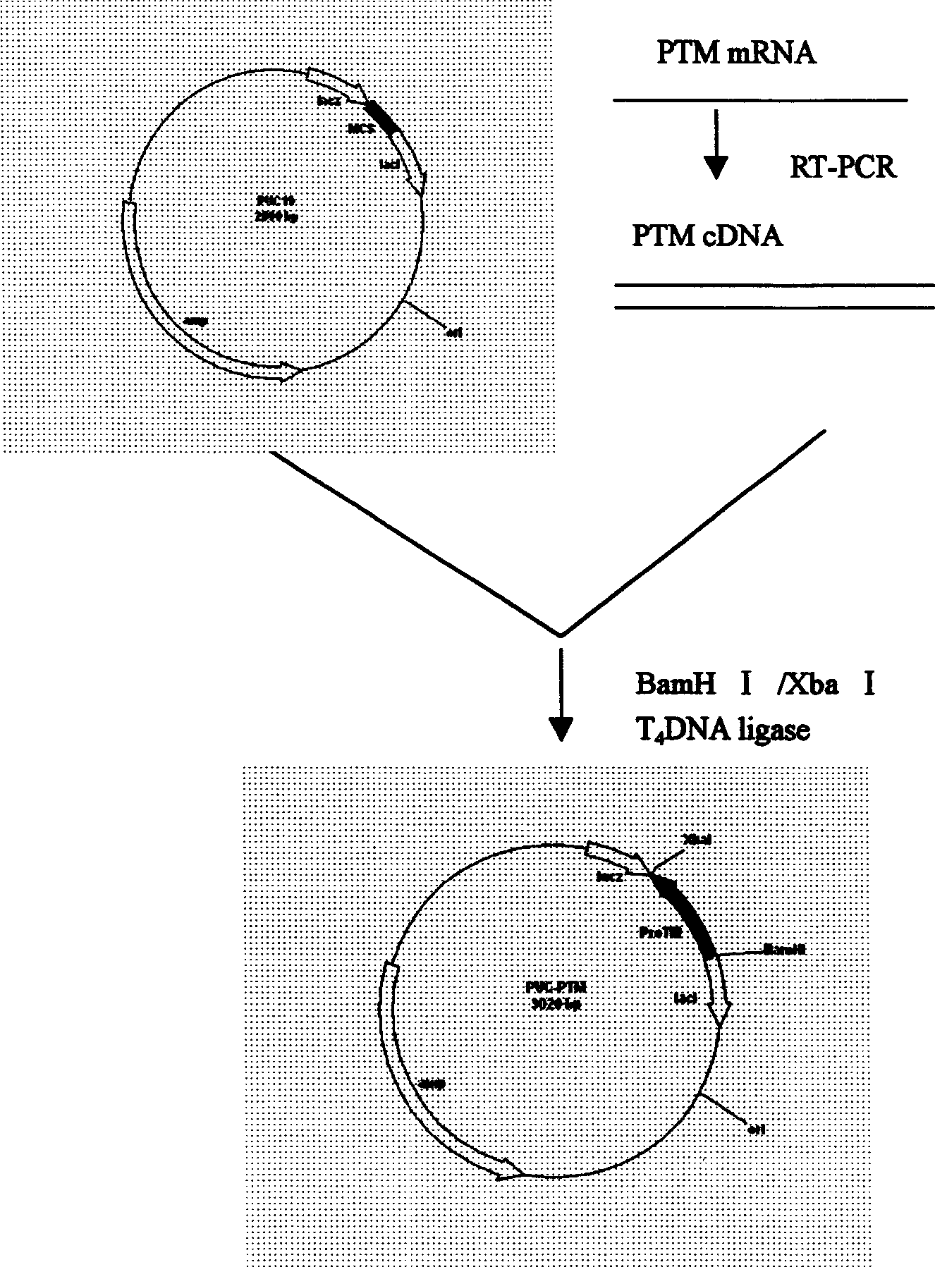 Recombinant human alpha-prothymosin interleukin 2 gene and its expression and use